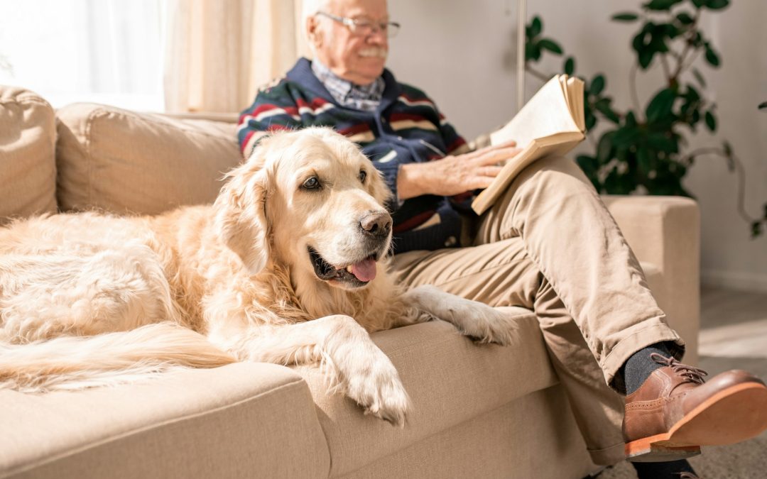 Golden Years Gear: Enhancing the Lives of Senior Pets