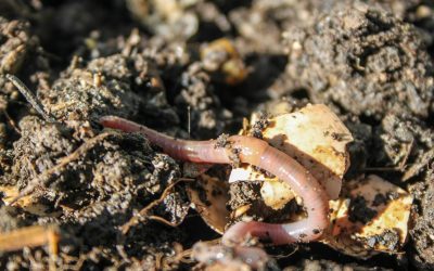 Beneath the Surface: The Remarkable Impact of Worms on Lawns and Gardens
